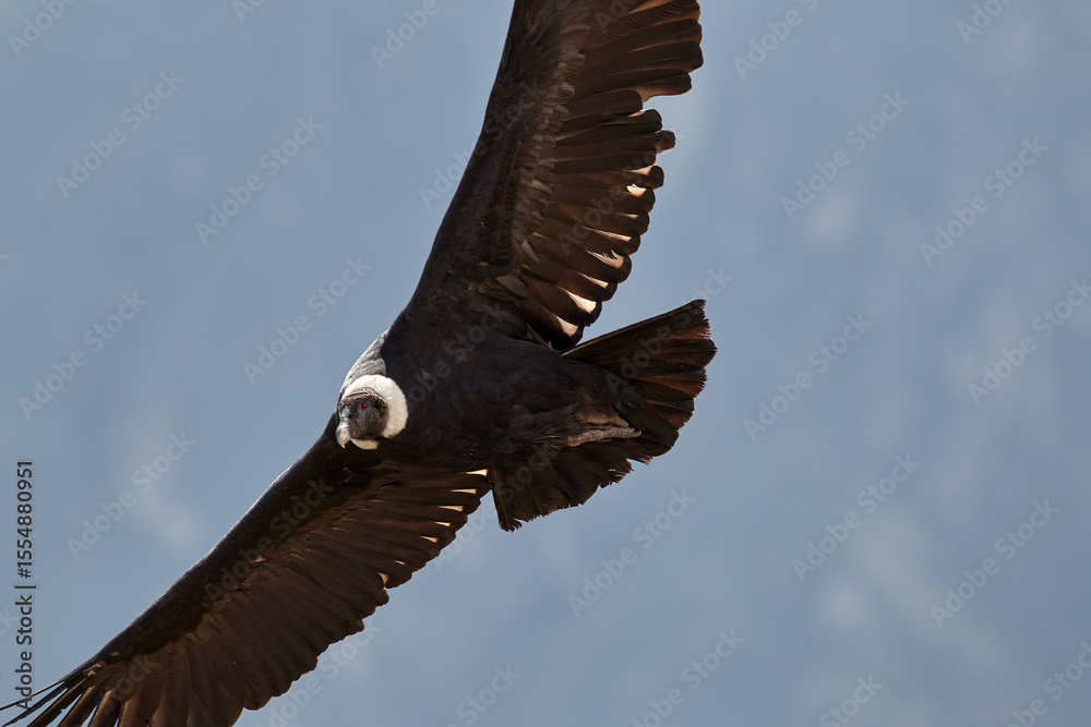 Obraz premium majestic Andean condor rides the thermals with ancient grace. A symbol of freedom and power, this sacred bird watches over one of the world’s deepest canyons,a true icon of Colca Peru.
