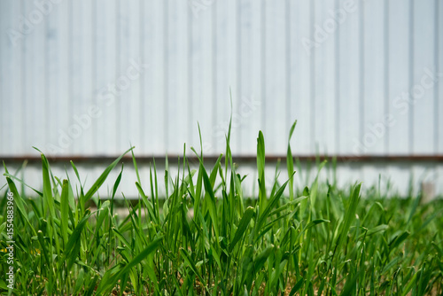 Lush green grass thrives in the foreground, with a blurred white wall in the background.