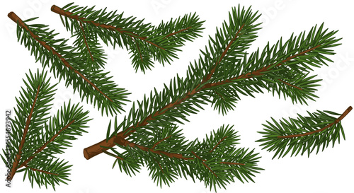 Evergreen pine branches vector illustration for holiday design, nature theme, flat style