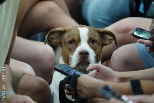 Fotografía Tel Aviv, Israel - June 23, 2025: A dog sits quietly inside a bomb shelter while people around it focus on their phones, checking news updates during a missile alert