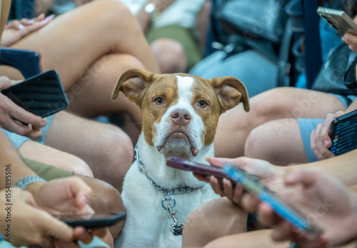 Tableau sur toile Tel Aviv, Israel - June 23, 2025: A dog sits quietly inside a bomb shelter while people around it focus on their phones, checking news updates during a missile alert