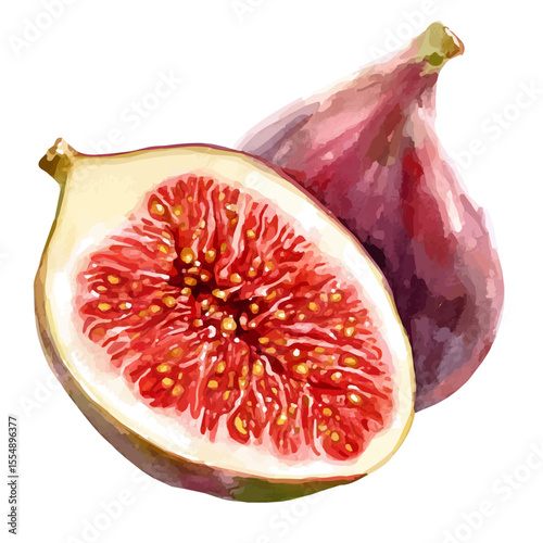 Figs Slice, watercolor illustration vector, isolated on a white background.
