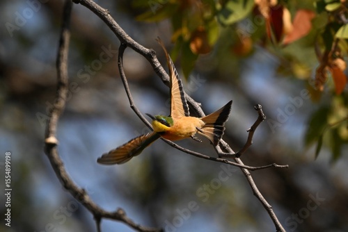Little bee-eater flies away from bare branch