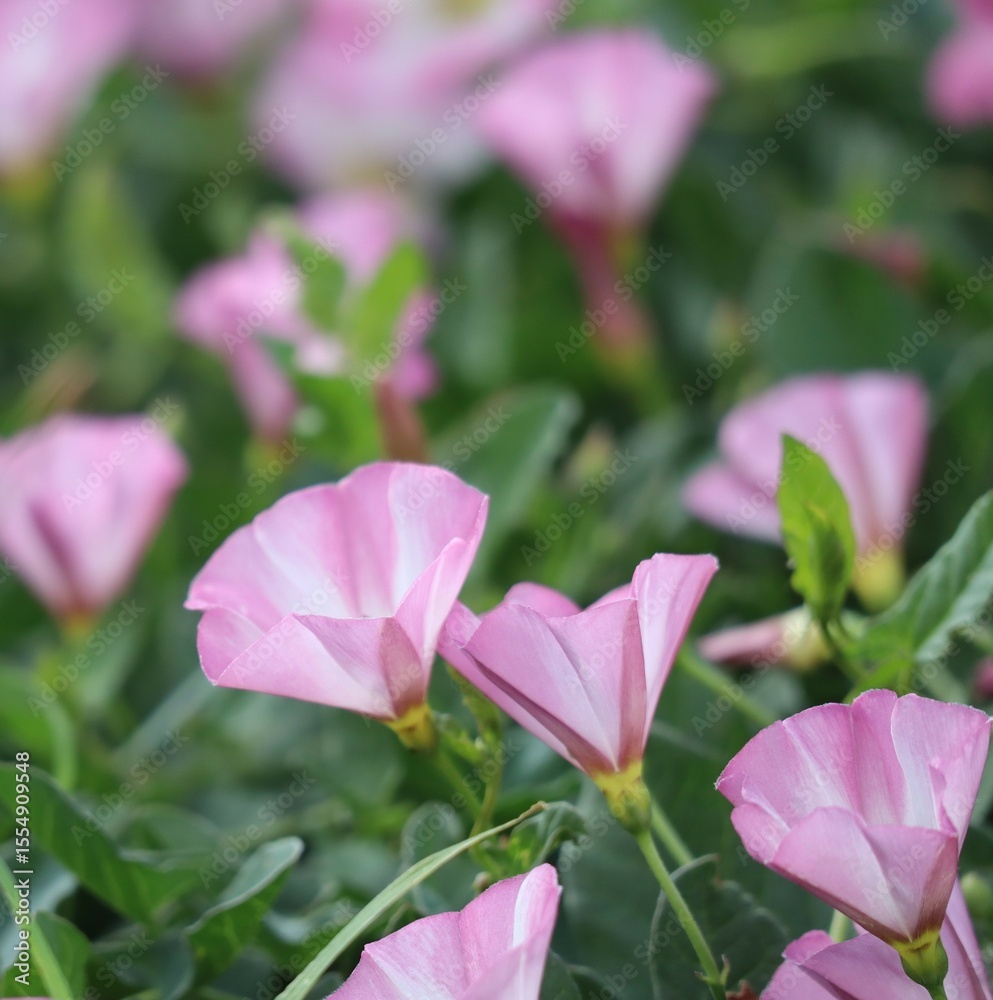 Obraz premium Field bindweed in the Wind