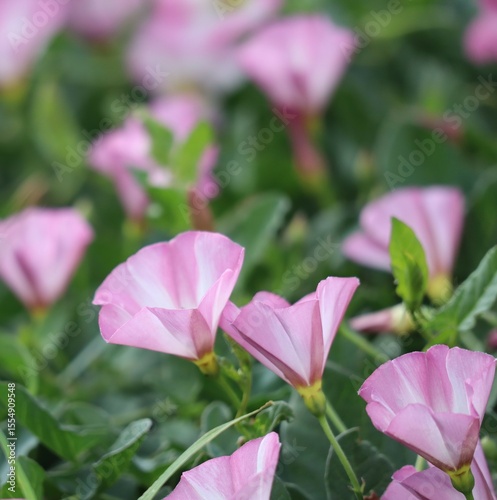 Obraz na plátně Field bindweed in the Wind