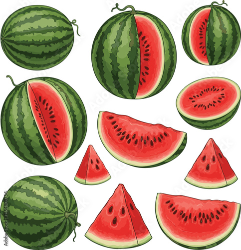 Watermelon vector illustration on white background, featuring whole and sliced watermelons, fresh summer fruit design, perfect for healthy food art, seasonal themes, and tropical fruit concepts.