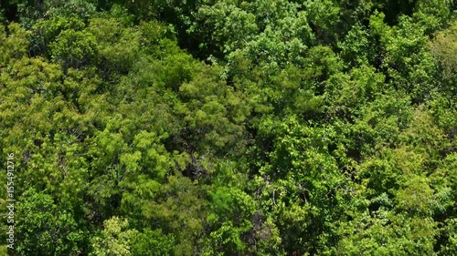 Eagle eye drone view of green tropical rainforest canopy with trees and plants on a sunny morning in Tulum national park