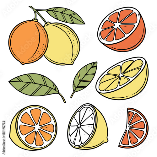 citrus fruits vector illustration shet of fruits
