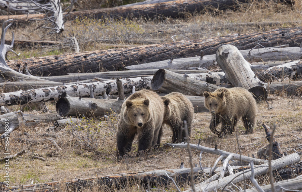 Fototapeta premium Grizzly Bear Sow and Cubs in Spring in Yellowstone National Park