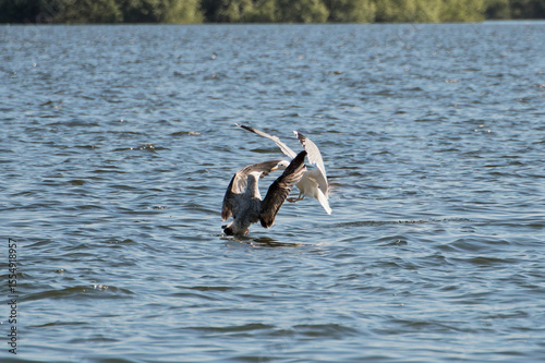 Two European herring gull fighting on a Calm Water Surface
