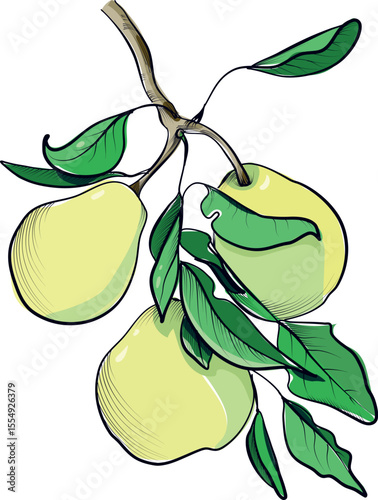Pear branch with green leaves illustration