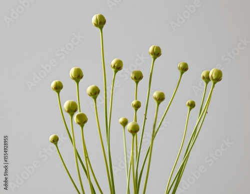 the image features a collection of slender, light green stems with small, round buds at their tips, arranged against a plain, light backdrop