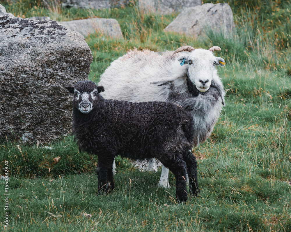 Fototapeta premium sheep in a field