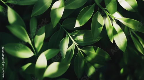A close-up shot of fresh green leaves bathed in soft sunlight, showcasing their smooth texture