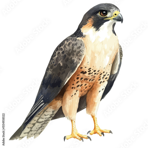 watercolor of Falcon Close Up, vector, isolated on a white background.