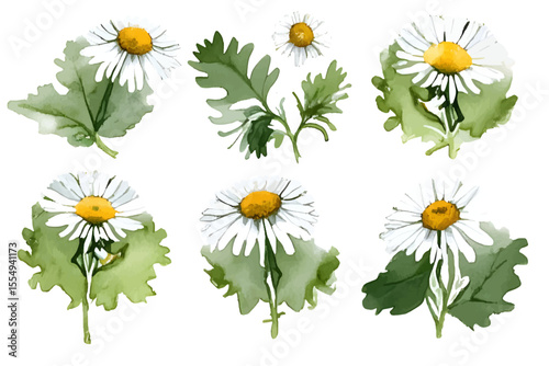 Elegant watercolor-style chamomile (camomile, daisy) flowers, hand drawn and isolated on a clean white background. This detailed botanical vector illustration is perfect for herbal product labels
