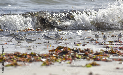 Bécasseau Sanderling sur la plage