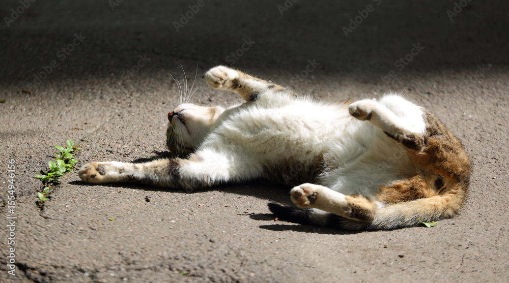 A cat is resting on warm asphalt on its back A cat is resting on warm asphalt on its back