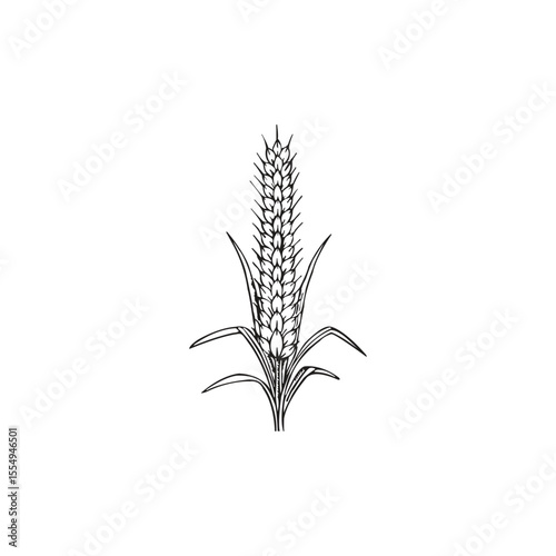Wheat Ears Icons vector illustration. wheat leaf clipart. Organic wheat icon, bread agriculture. Grains plants and cereal, rye barley and wheat ear spikes. Bakery food concept. cereal plant isolated