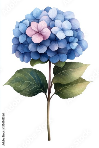 Vibrant Blue Hydrangea Flower on Green Leaves with Pink Accents