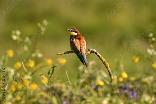 abejarucos