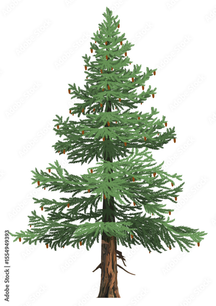 Obraz premium Realistic Sitka spruce tree with cones