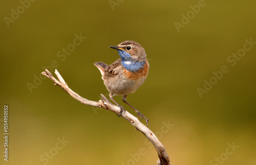 pechiazul en la sierra de gredos