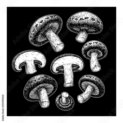 Shiitake Mushrooms Falling or Floating in a Detailed Vintage Black and White Outline Line Art Drawing