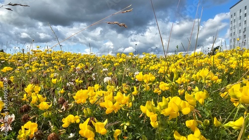 Sweden. Adenocarpus hispanicus is a species of flowering plant in the Faboideae subfamily that is endemic to the Iberian Peninsula in Spain and Portugal. 