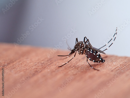 The Asian tiger mosquito, Aedes albopictus. It is an invasive species.