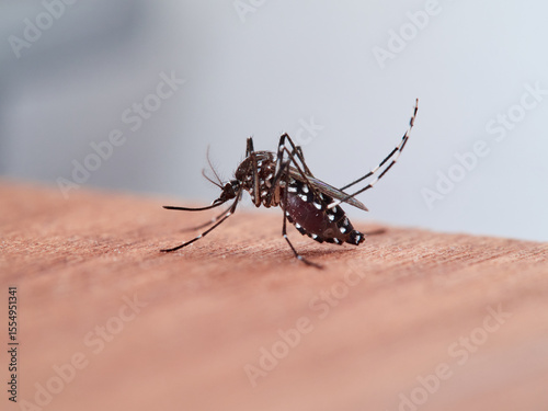 The Asian tiger mosquito, Aedes albopictus. It is an invasive species.