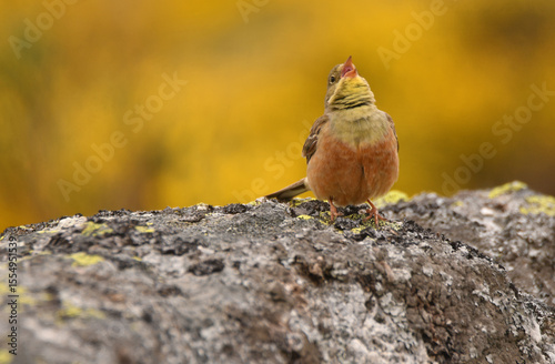 Escribano hortelano en la sierra de Gredos