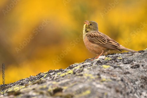 Escribano hortelano en la sierra de Gredos