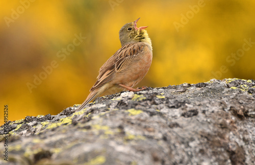 Escribano hortelano en la sierra de Gredos