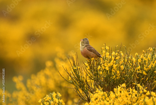 Escribano hortelano en la sierra de Gredos