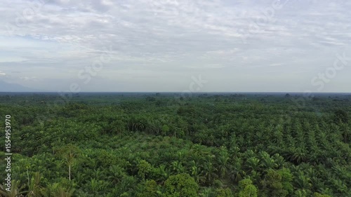 Wallpaper Mural oil palm plants Torontodigital.ca