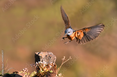 roquero rojoen la sierra abulense