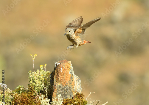 roquero rojoen la sierra abulense