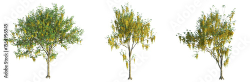Photos Laburnum anagyroides Tree 4k cutout