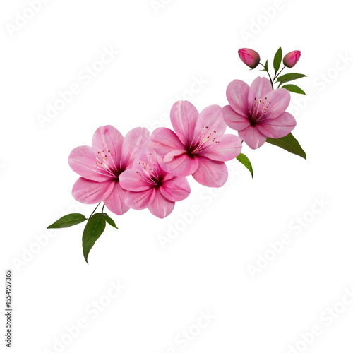 Delicate Pink Flowers Branch Isolated on Transparent Background
