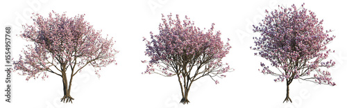 Magnolia x soulangeana Tree 4k cutout isolate