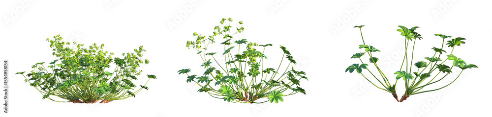 Alchemilla conjuncta Tree 4k cutout isolate Alchemilla conjuncta Tree 4k cutout isolate