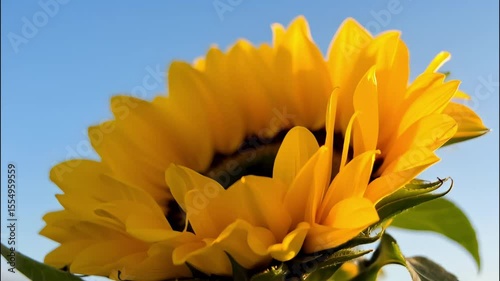 Vibrant sunflower with bright yellow petals in lush garden setting, showcasing detailed textures of flower petals and capturing essence of summer, nature, and outdoor plant beauty