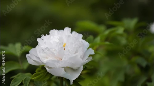 Delicate white peony flower in full bloom amidst lush green leaves in garden, showcasing natural beauty, vibrant petals, and serene atmosphere for fresh and tranquil floral display