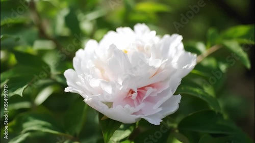 Elegant floral garden scene featuring large soft pink and white peony bloom surrounded by lush green leaves, highlighting delicate petals and vibrant nature in full bloom