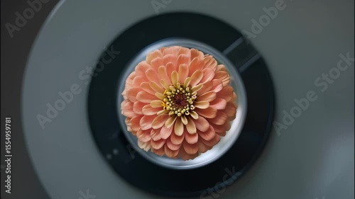Delicate blossom of peach colored flower inside modern household washing machine highlighting natural beauty and freshness, close up view emphasizing contrast between floral elegance and laundry