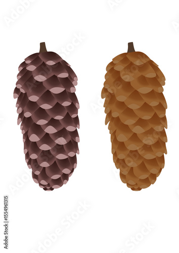 Vector illustrations of conifer tree cones