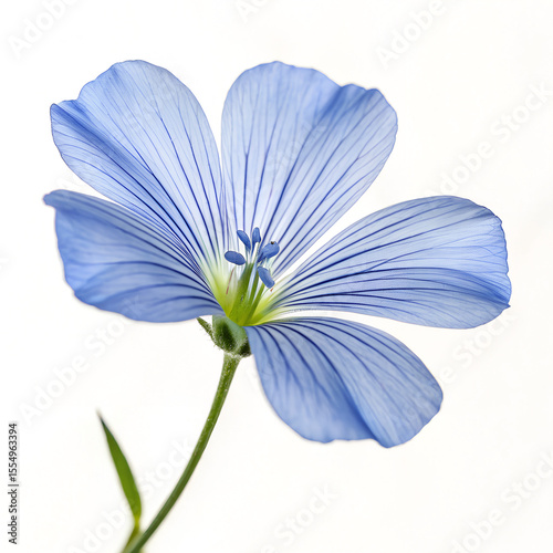 flax flower, soft blue petals, delicate, intricate details, high contrast, natural lighting, close-up, photorealistic, digital art, professional photography
