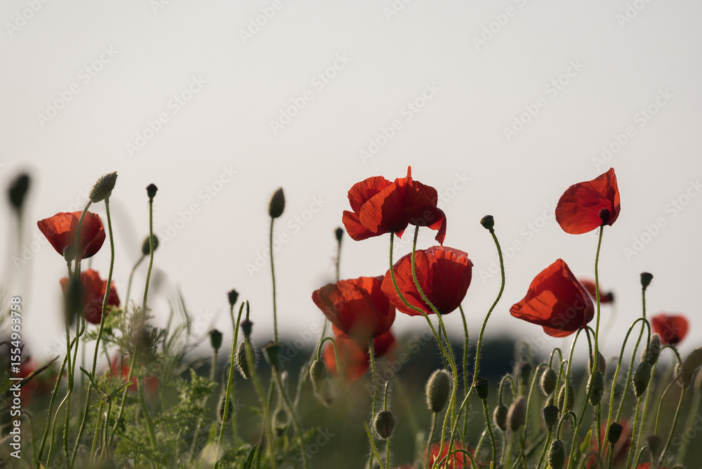 Obraz premium SUMMER LANDSCAPE - Blooming red poppys on a background of the field 