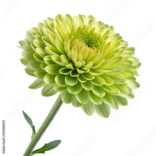 realistic, highly detailed, vibrant, crisp, sharp focus, macro shot, green chrysanthemum flower, intricate petal structure, lush foliage, natural lighting, studio shot
